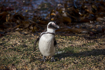 Jackass penguin living and walking in Betty's Bay in South Africa, a place located on the coastline of the Fynbos coast, a place where many marine animals live wild and free.