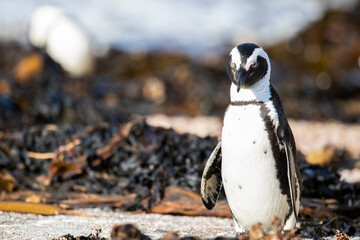 Beautiful black and white jackass penguin living on a beach at Betty's Bay in South Africa located on the coastline of the Fynbos coast, an ideal place to meet marine animals living in the wild.