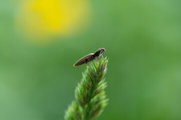 Agriotes lineatus - Lined click beetle - Taupin des moissons