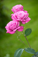 Floribunda rose pink "Deutsche Welle"