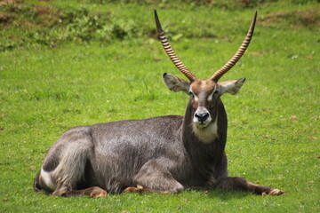 Antilopes