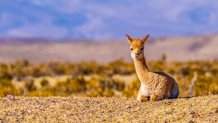 Young vicuña chilling in the ground