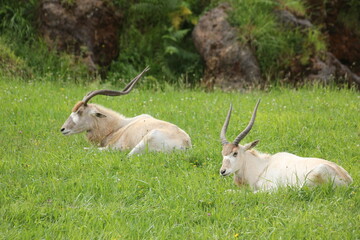 Antilopes