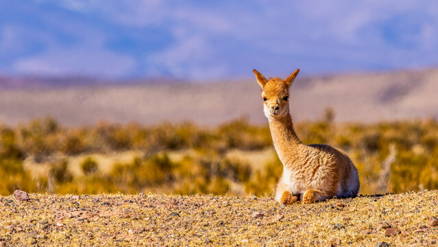 Young vicu&ntilde;a chilling in the ground