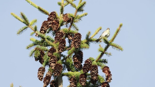 Willow warbler singing on top of a Spruce