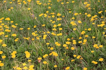Fototapeta premium field of dandelions