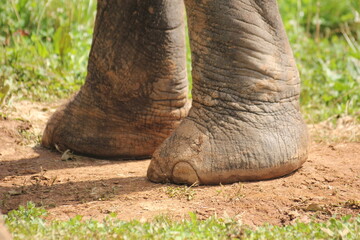 Elefantes y sus crrias