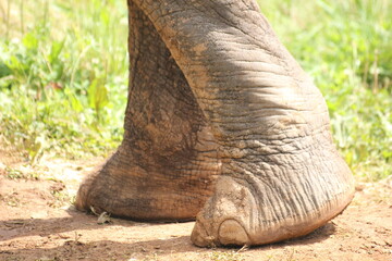 Elefantes y sus crrias