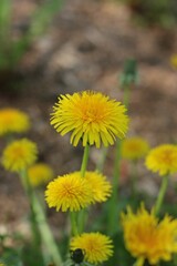 dandelion in the grass