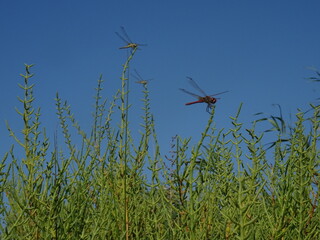 Libélulas y dragonfly