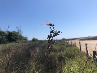 Fototapeta na wymiar Libélulas y dragonfly