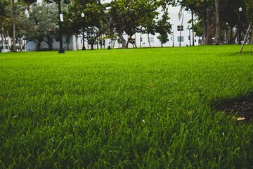 Luxury grass field in miami beach