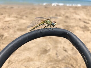 Libélulas y dragonfly