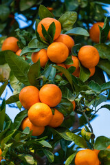 Close-up of ripe tangerines on the branches of trees on a sunny day. Vertical photo