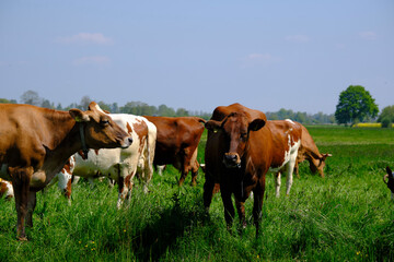 Fototapeta na wymiar red and white cows in green grassy dutch meadow in the netherlands under blue sky with white clouds