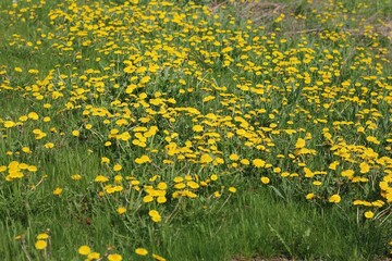 Obraz premium field of dandelions