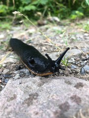 Todo tipo de insectos, babosas y trilobites