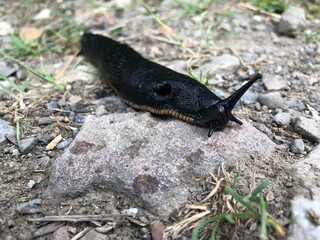 Todo tipo de insectos, babosas y trilobites