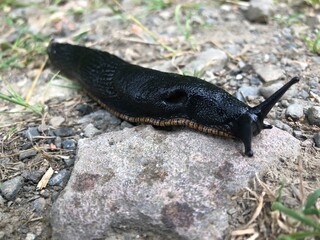 Todo tipo de insectos, babosas y trilobites