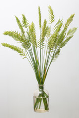 Agropyron cristatum (crested wheat grass or fairway crested wheat grass) in a glass vessel on a white background