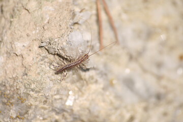 Todo tipo de insectos, babosas y trilobites