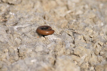 Todo tipo de insectos, babosas y trilobites