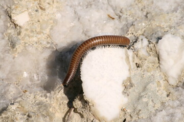 Todo tipo de insectos, babosas y trilobites