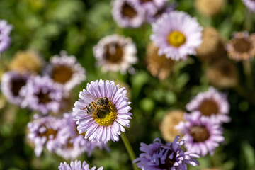 A honey bee on a purple Aster flower in bloom.