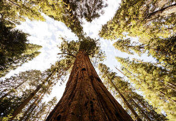 Trees in Sequoia National Park, California