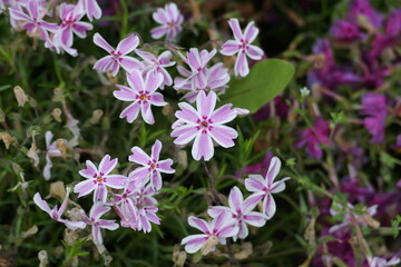 Obraz premium 花々