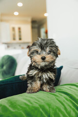 A tiny teacup yorkie puppy dog sitting on a couch arm with a green pillow