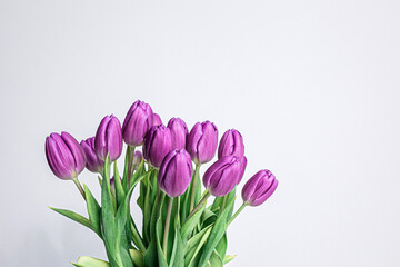 Fresh picked purple tulips near a white panel window