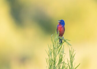 Painted bunting