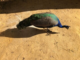 pavos reales