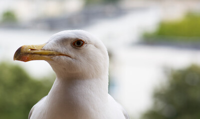 close up of a seagull