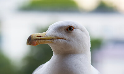 close up of a seagull