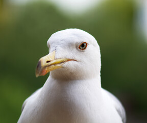 portrait of a Seagull