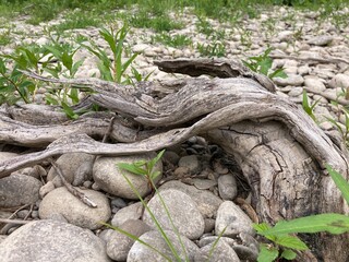 Rooted Driftwood on Rocky Shore River Bed