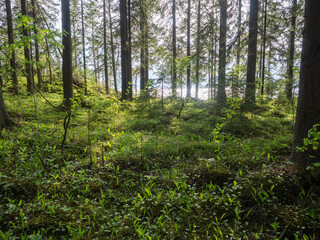 Forest on a sunny day in summer on the shore of Ladoga Lake in the Republic of Karelia, north west of Russia