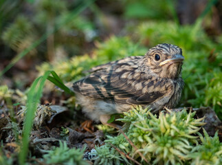 Bird chick on moss in the forest