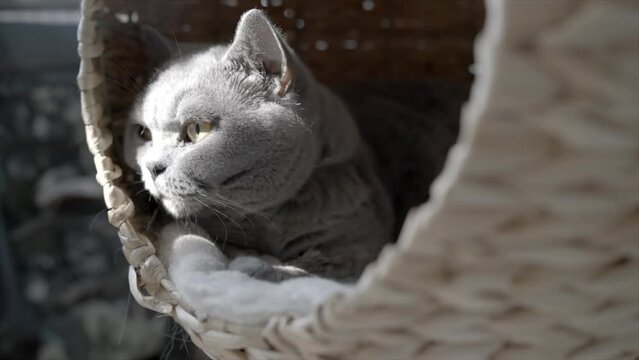 S&uuml;sse Katze schl&auml;ft in einem Korb