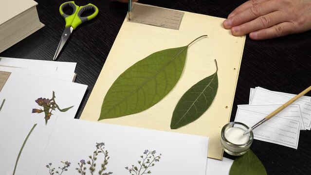 Leaves of avocado tree, herbarium. The collector fills in a data label on a sheet of paper with a specimen of a plant. 