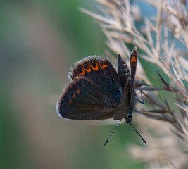 A close-up photo of a butterfly. Insects in nature. Wildlife.