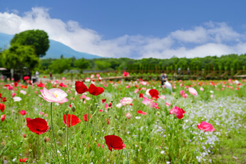 山梨県山中湖村　花の都公園