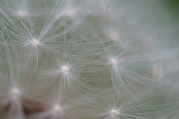 A close-up photo of a dandelion. Macrophotographs of flowers.