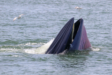 Naklejka premium Bryde’s whale forage small fish in the gulf of Thailand