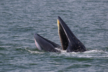 Fototapeta premium Bryde’s whale forage small fish in the gulf of Thailand