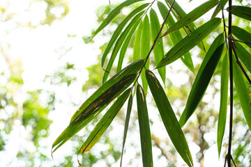 bamboo leaves in the sun