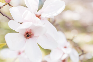Spring flowering magnolia tree in close plan