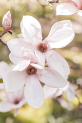 Naklejka na ściany i meble Spring flowering magnolia tree in close plan